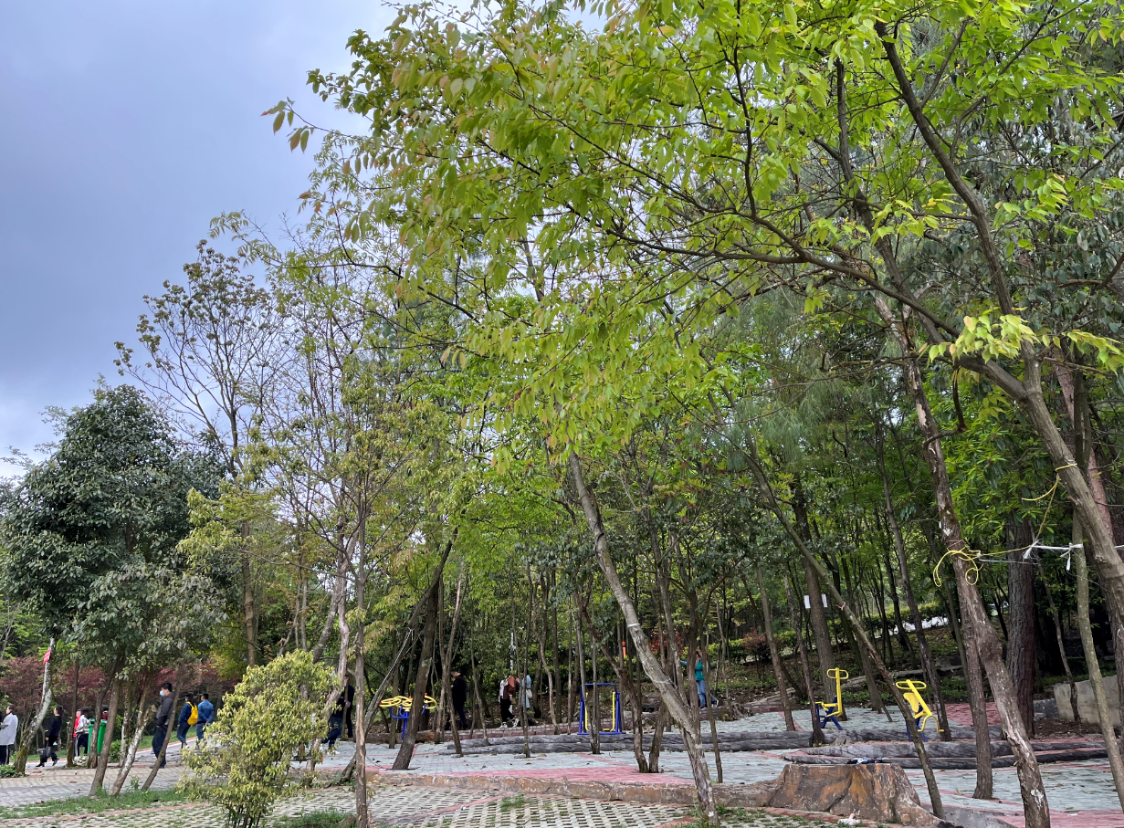 南川长青森林公园,平均海拔约1300米,拥有万亩原始森林,原始林覆盖率